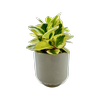 120mm Peperomia - Deorative PBR - Assorted