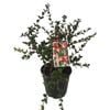 2L New Zealand Cranberry - Myrtus ugnii