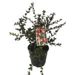 2L New Zealand Cranberry - Myrtus ugnii