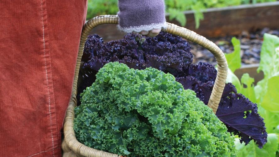 Use the cooler weather to your advantage by preparing your vegetable garden for edible seedlings.