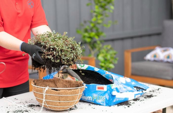 A Bunnings team member placing a plant into a hanging basket