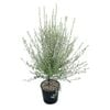 6L Kohuhu - Pittosporum tenuifolium Oliver Twist