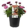 205mm Outback Paper Daisy - Bracteantha mohave