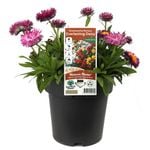 205mm Outback Paper Daisy - Bracteantha mohave