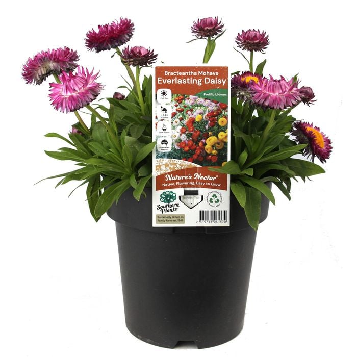 205mm Outback Paper Daisy - Bracteantha mohave