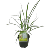 1.9L Lemongrass - Cymbopogon citratus - Incredible Edibles Range
