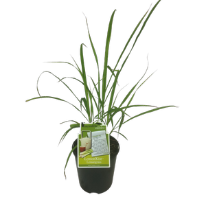1.9L Lemongrass - Cymbopogon citratus - Incredible Edibles Range