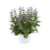 150mm Caryopteris Pavililon Blue
