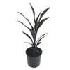 250mm Caruba Black - Cordyline fruiticosa