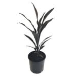 250mm Caruba Black - Cordyline fruiticosa
