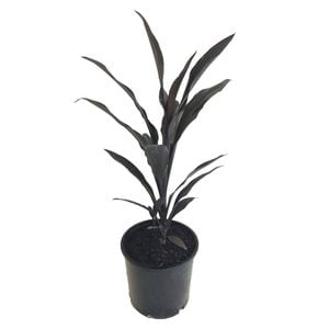 250mm Caruba Black - Cordyline fruiticosa