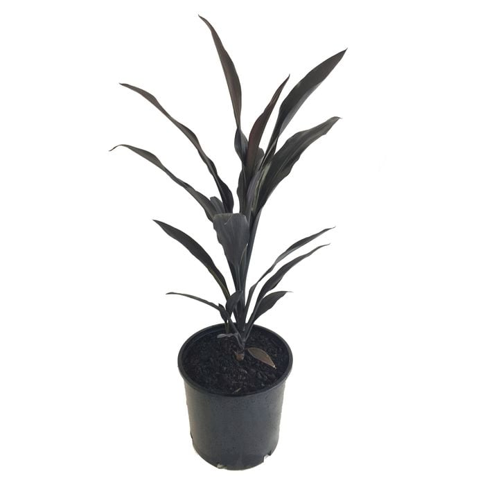 250mm Caruba Black - Cordyline fruiticosa