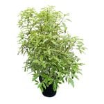 6L Variegated Lemonwood - Pittosporum minima Variegata