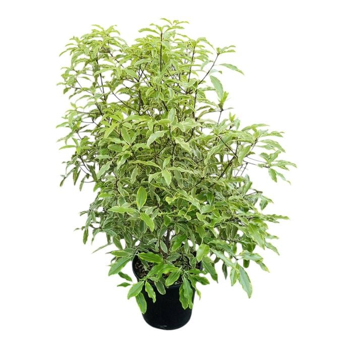 6L Variegated Lemonwood - Pittosporum minima Variegata
