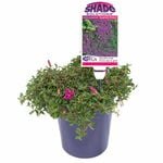 Shade Solutions 140mm - Heterocentron Spanish Shawl
