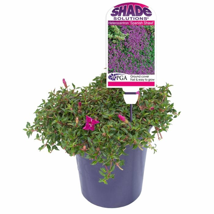 Shade Solutions 140mm - Heterocentron Spanish Shawl