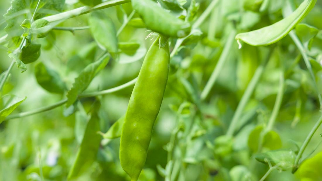 Close up of a snow pea and leaves on a bush.