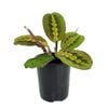 125mm Prayer Plant - Maranta leuconeura Erythroneura Variegata