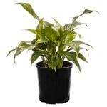 140mm Peace Lily - Spathiphyllum hybrid