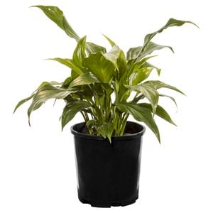 140mm Peace Lily - Spathiphyllum hybrid