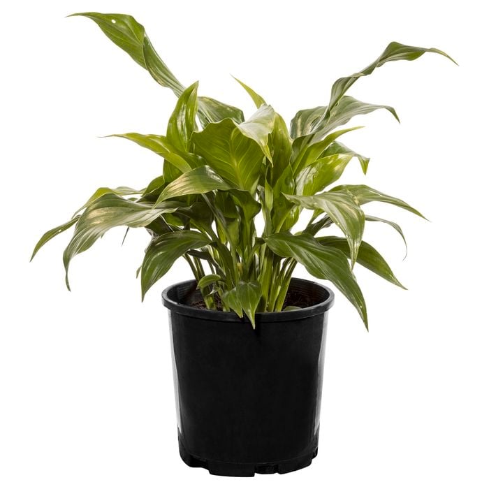 140mm Peace Lily - Spathiphyllum hybrid