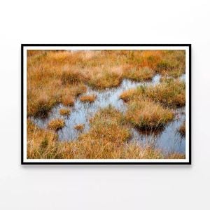 Waterlogged Grassland in summer  Print 100% Australian Made 90x60cm  (Poster)