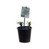 180mm Lilium Night Ryder - Lilium x hybrida