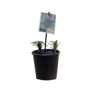 180mm Lilium Night Ryder - Lilium x hybrida