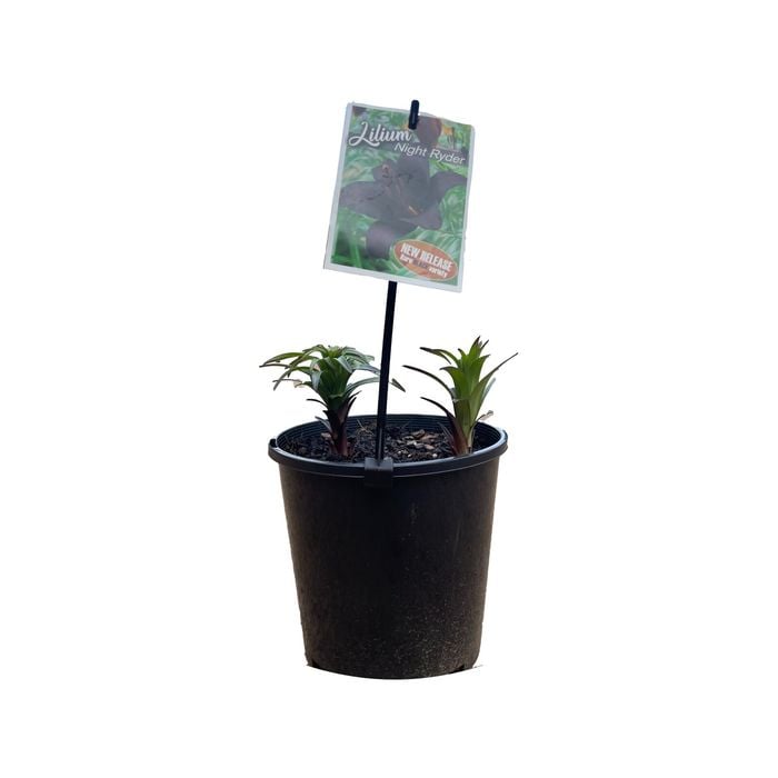 180mm Lilium Night Ryder - Lilium x hybrida