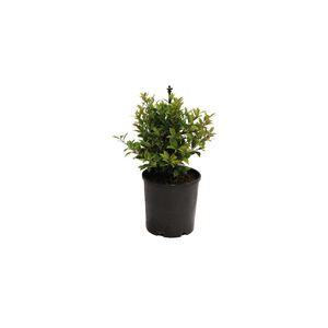 140mm Acmena Allyn Magic - Acmena smithii