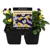 Floriana 4 Cell Pot Viola Purple Parade - Viola x wittrockiana