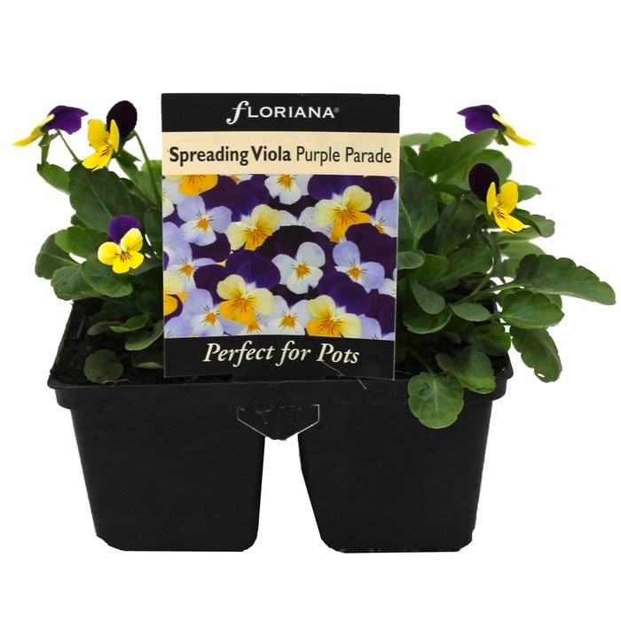Floriana 4 Cell Pot Viola Purple Parade - Viola x wittrockiana