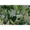 140mm Buxifolia Hebe - Hebe Buxifolia