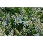 140mm Buxifolia Hebe - Hebe Buxifolia