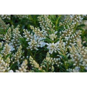 140mm Buxifolia Hebe - Hebe Buxifolia