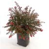 350mm Grevillea Rondeau