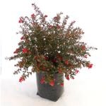 350mm Grevillea Rondeau
