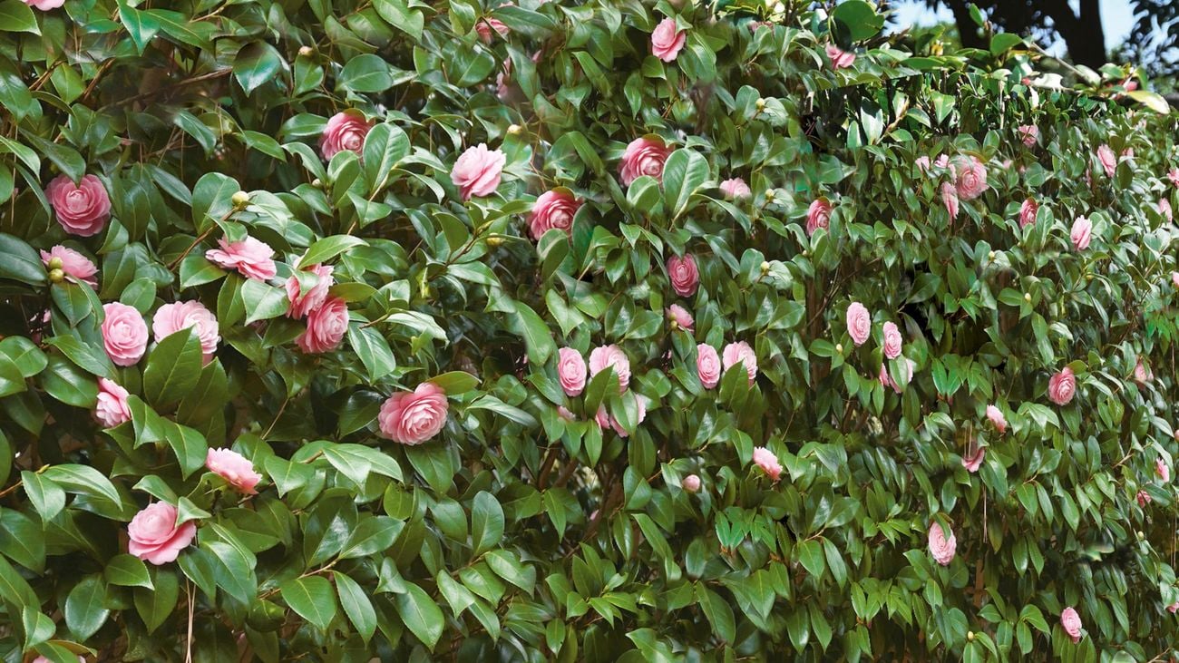 ‘Camelia’ hedge stretching horizontally along grass, pink flowers blooming
