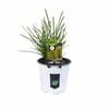 130mm Lime Tuff - Lomandra
