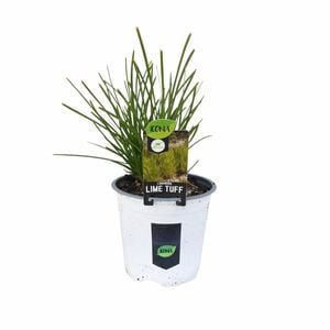 130mm Lime Tuff - Lomandra