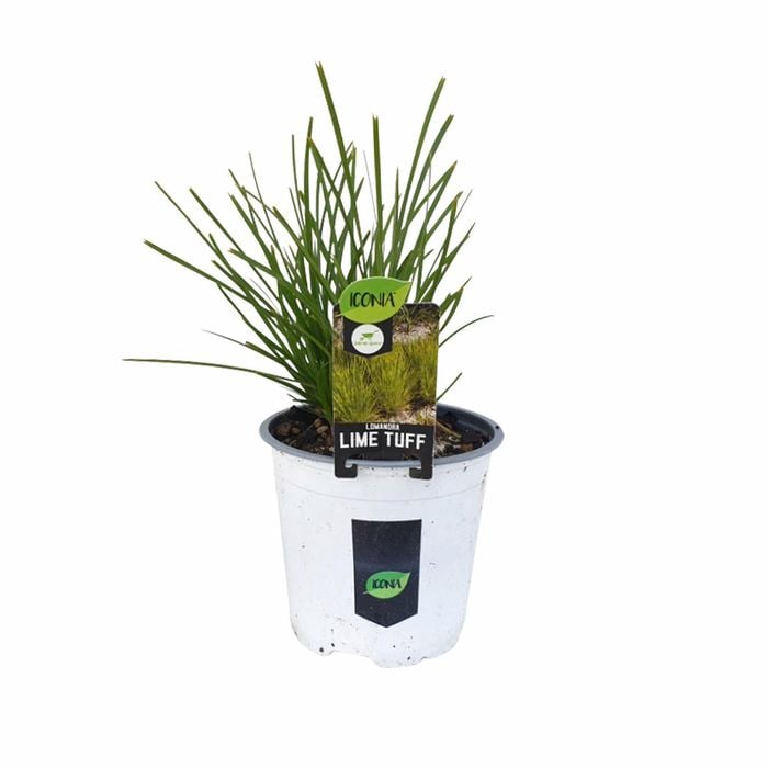 130mm Lime Tuff - Lomandra