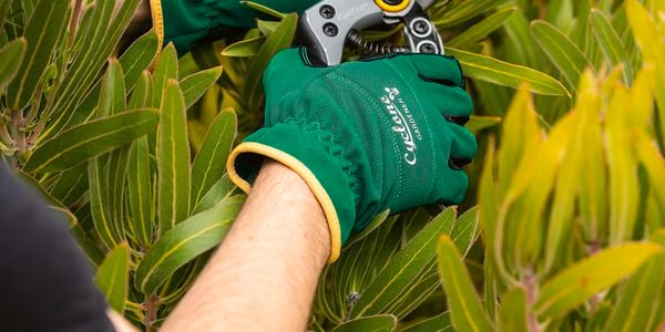 A person with secateurs trimming a plant