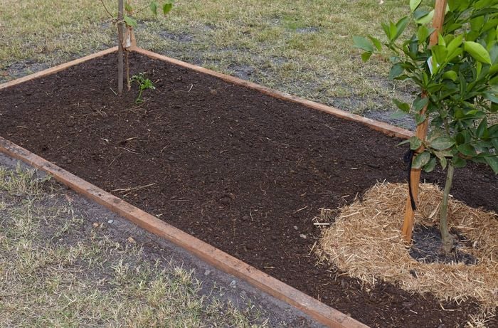 Empty space in a garden bed next to a young tree surrounded by mulch