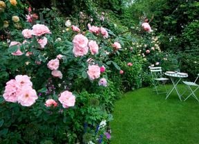 assorted pink roses in garden bed with white 3 pce outdoor setting
