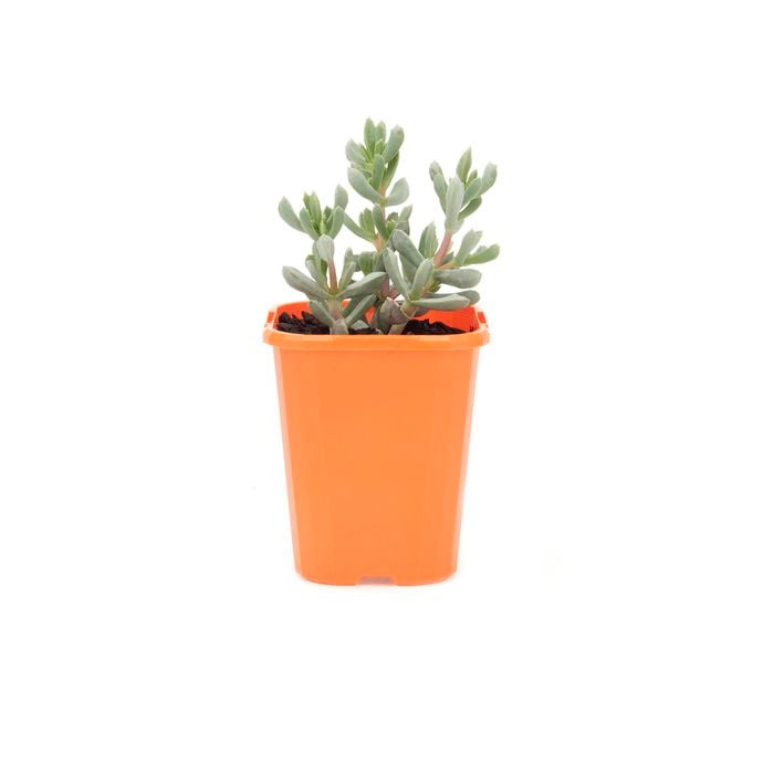 85mm Pink Iceplant - Oscularia deltoides