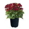 240mm Rudbeckia Sunbeckia Scarlett - Rudbeckia hirta - Gardening Solutionz