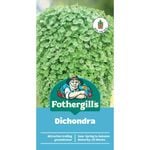Fothergill's Dichondra Seeds
