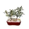 200mm Bonsai Landscape in Ceramic Pot - Ficus rubiginosa