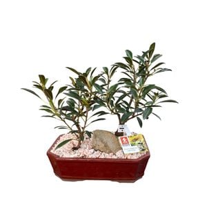 200mm Bonsai Landscape in Ceramic Pot - Ficus rubiginosa