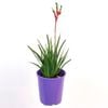 140mm Kangaroo Paw 'Bush Dance' - Anigozanthos hybrid